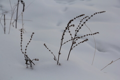 Leonurus quinquelobatus
