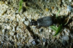 Luprops orientalis