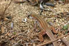 Aspidoscelis maximus