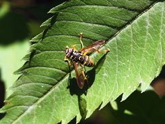 Spilomyia saltuum