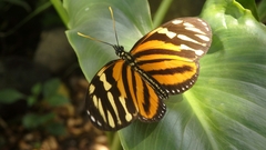 Eueides isabella eva