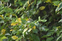 Zosterops lateralis lateralis