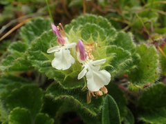 Teucrium pyrenaicum