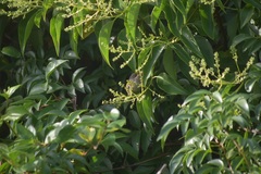 Zosterops lateralis lateralis