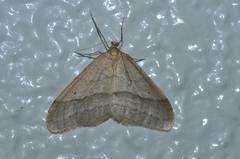Operophtera rectipostmediana