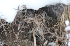 Onosma simplicissima