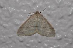 Operophtera rectipostmediana
