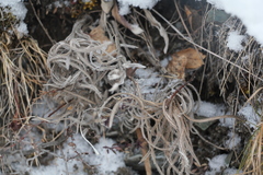 Onosma simplicissima