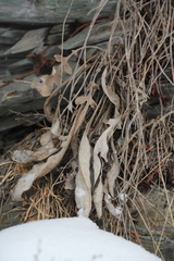 Psephellus sibiricus