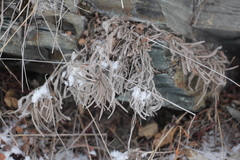 Onosma simplicissima