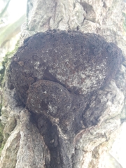 Inonotus cuticularis