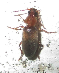 Notoxinae