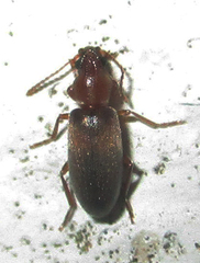 Notoxinae
