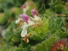 Teucrium pyrenaicum