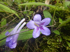 Streptocarpus cyaneus