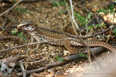 Aspidoscelis maximus