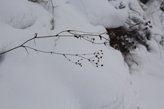 Bupleurum multinerve