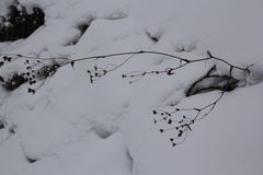 Bupleurum multinerve