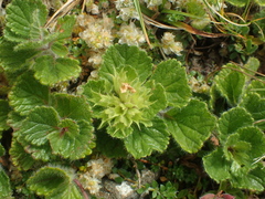 Teucrium pyrenaicum
