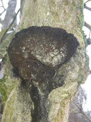 Inonotus cuticularis