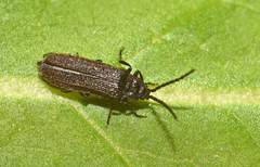 Omalisus fontisbellaquei