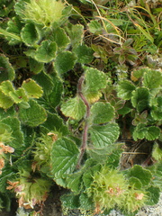 Teucrium pyrenaicum