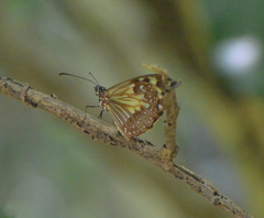 Parantica