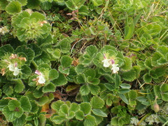 Teucrium pyrenaicum