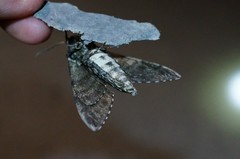 Dolbina tancrei