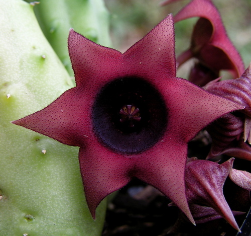 Huernia schneideriana