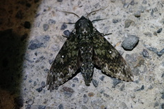 Dolbina tancrei