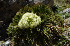Aciphylla divisa