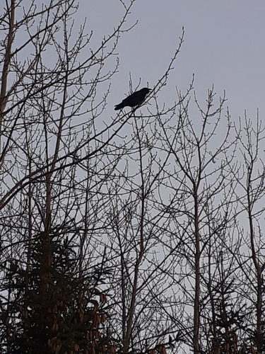 Gavrani (Corvus)