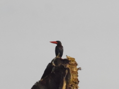 Halcyon cyanoventris