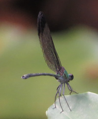 Vestalis nigrescens