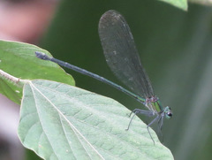 Vestalis nigrescens