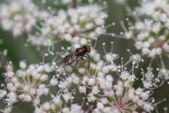 Riponnensia splendens