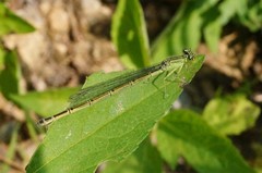 Paracercion hieroglyphicum