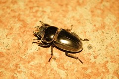 Serrognathus titanus castanicolor