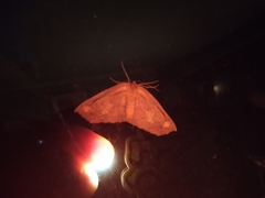 Lepidoptera
