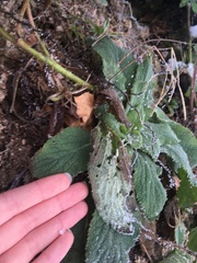 Brachyglottis lagopus