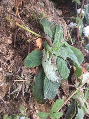 Brachyglottis lagopus