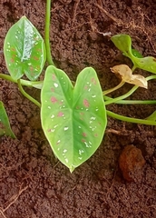 Caladium bicolor