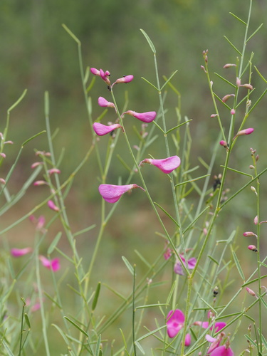 Hedysarum scoparium