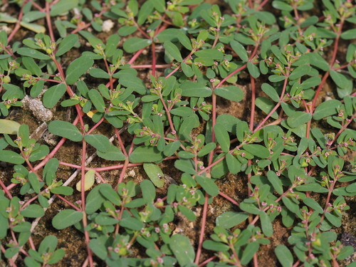 Euphorbia humifusa