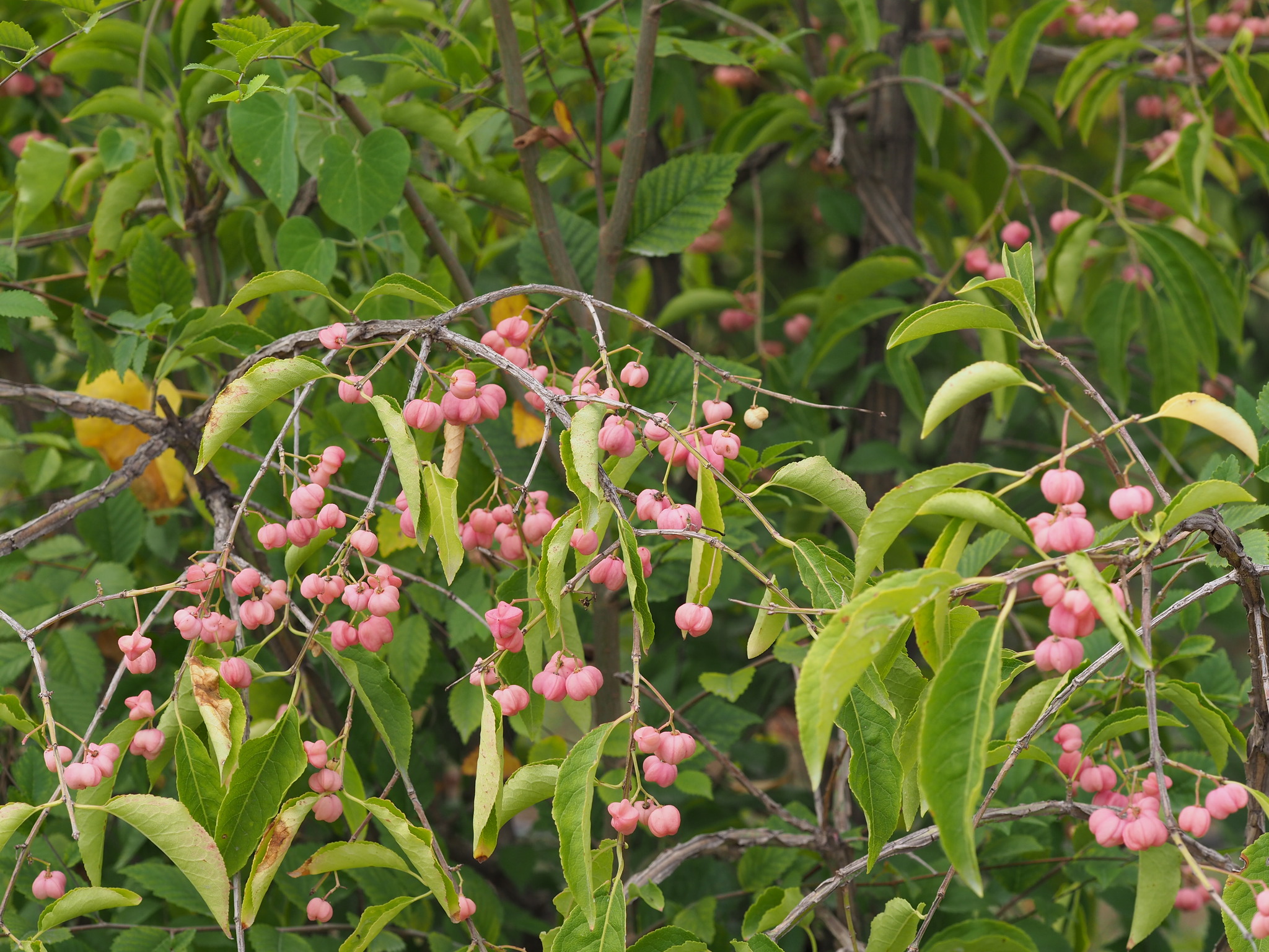 Euonymus phellomanus