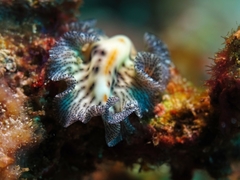 Maritigrella eschara