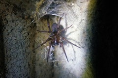 Pireneitega spinivulva