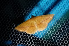 Striglina cancellata