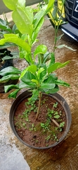Citrus hystrix